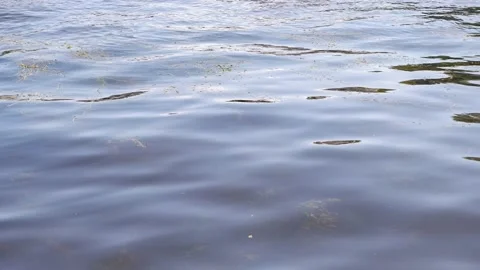 Algae on the surface of the water. Waves in the river. Stock Footage 159718651