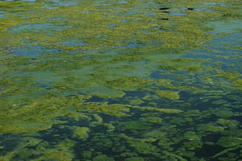 Algae swamp Stock Photos