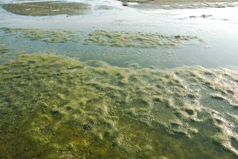 Algae swamp Stock Photos