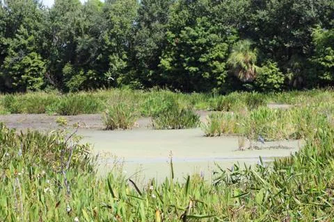 Algae in the swamp Stock Photos