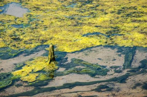 Algae in swamps Stock Photos