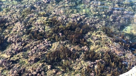 Algae sway in marine tide pool Video stock 118255437