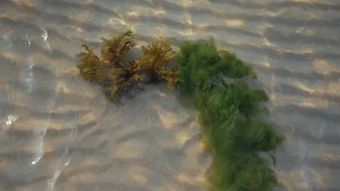 Algae swaying under transparent sea water Stock Footage 137600441