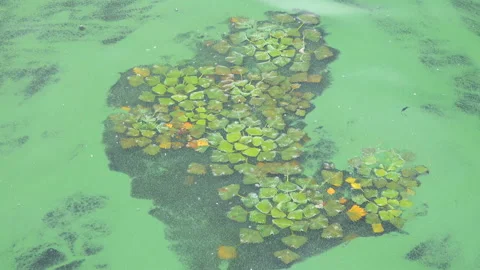 Algae swim on the water Stock-Footage 103977792
