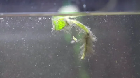 Algae swimming on water surface with other wastes in fish tank, home aquarium in Video stock 302401831