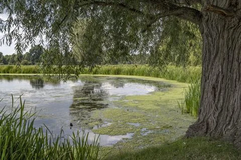 Algae is taking over Fotos Stock