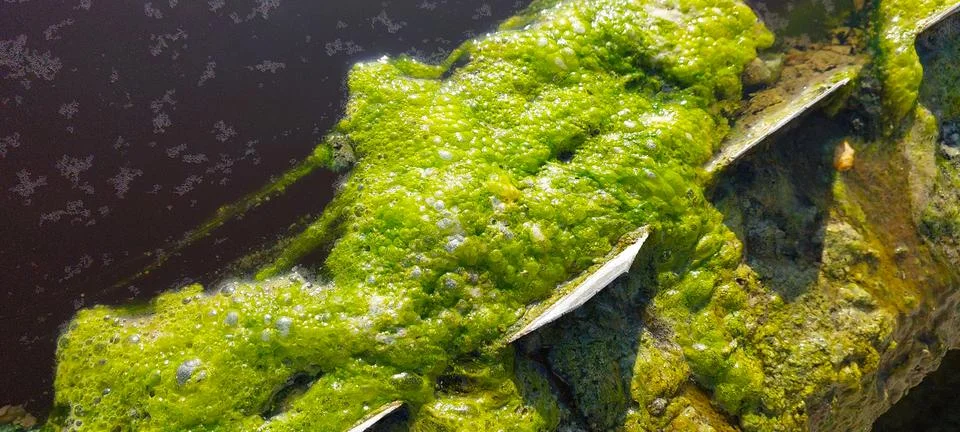 Algae Thriving on Surface During Water Purification Process in Natural Habita Stock Photos
