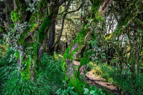 Algae on tree trunk at lush green forest 스톡 사진