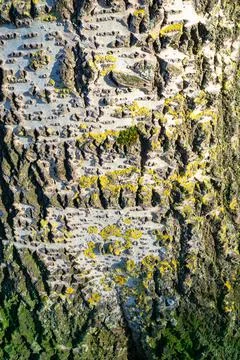 Algae on the trunk of a tree Stock Photos