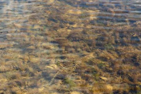 Algae under clear water, copy space, place for text Stock Photos