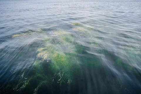 Algae under the clear water of the lake. Foto stock
