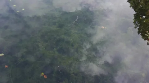 Algae under the lake water, clouds reflected in the water Stock Footage 313544731