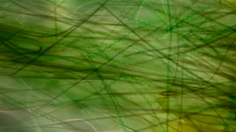 Algae under the microscope Stock Footage 109645905