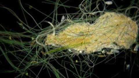 Algae under the microscope, the movement of a large number of algae, the Stock Footage 110361117