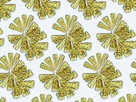 Algae under microscopic view, diatom pattern, phytoplankton, fossils, silica Stock Photos