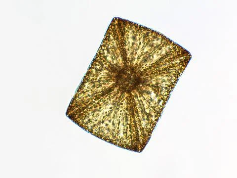 Algae under microscopic view, Diatoms, phytoplankton, fossils, silica, gold.. Stock Photos
