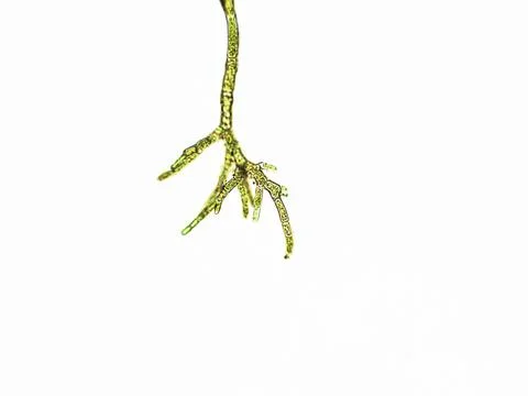Algae under microscopic view, green algae, cyanobacteria, filamentous, Clad.. Stock Photos