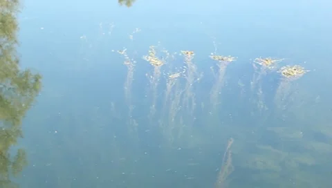 Algae under water 1 Stock Footage 8912977