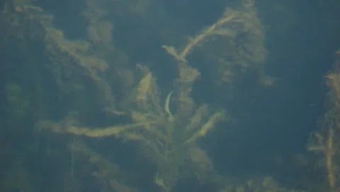 Algae under water 2 Stock Footage 8912707
