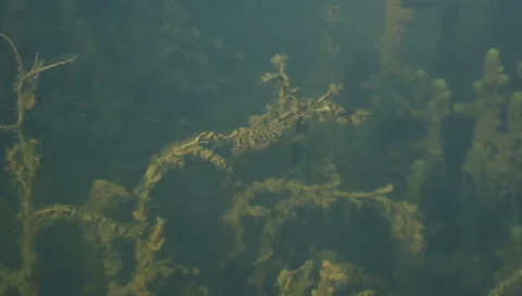 Algae under water 3 Stock Footage 8912689