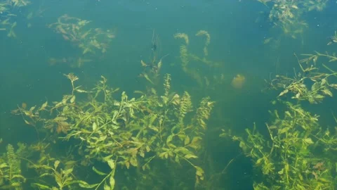 Algae under water a close-up - near the shore of the pond, the bay Stock Footage 157164549