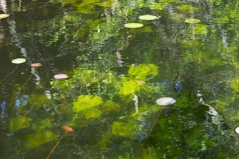 Algae under water, close up Fotos Stock