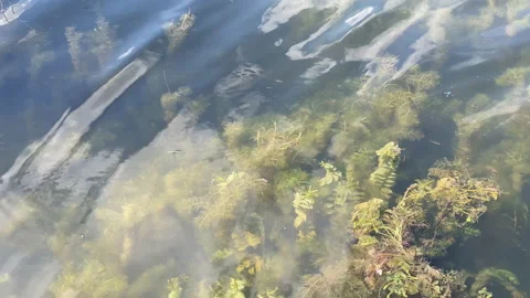 Algae under water Stock Footage 167409424