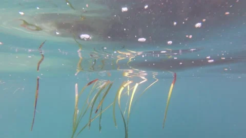 Algae Under Water Surface Stock Footage 158666850