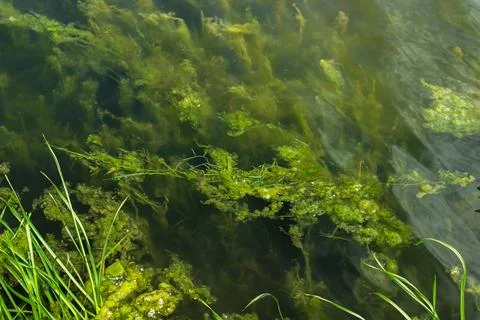 Algae underwater. Algae on the shore of the lake.  Stock Photos