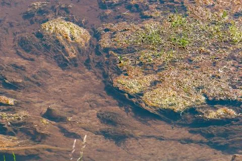 Algae underwater in a clear stream 스톡 사진