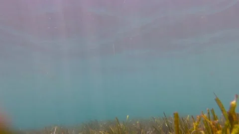 Algae Underwater World Stock Footage 158666048