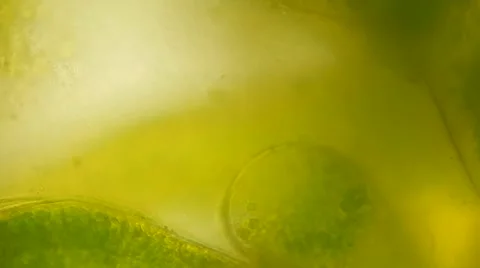 Algae Vausheria (algae bloom) under microscope, magnification 100X Vídeos de archivo 65774124