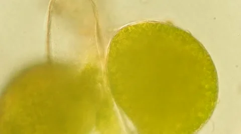 Algae Vausheria (algae bloom) under microscope, magnification 100X Vídeos de archivo 65774129