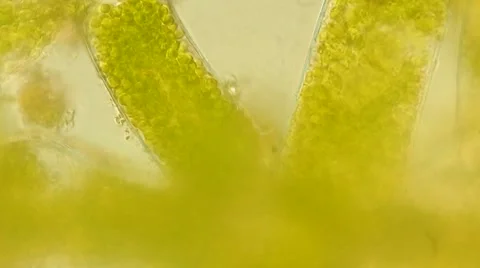 Algae Vausheria (algae bloom) under microscope, magnification 100X Vídeos de archivo 65774131