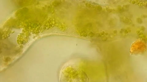 Algae Vausheria (algae bloom) under microscope, magnification 100X Vídeos de archivo 65777099