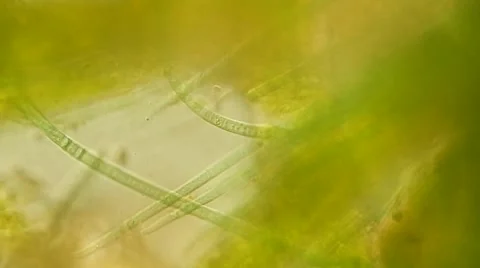 Algae Vausheria (algae bloom) under microscope, magnification 100X Vídeos de archivo 65789622