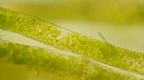 Algae Vausheria (algae bloom) under microscope, magnification 100X Vídeos de archivo 65789637