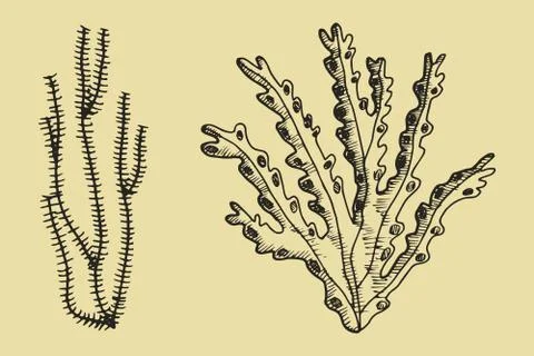Algae vector sketch. Hand drawing illustration Stock-Illustration