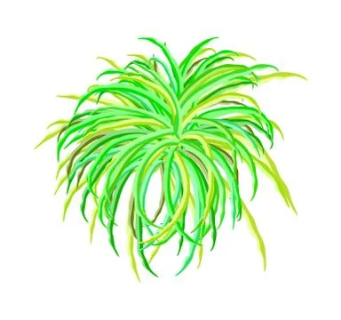 Algae vector symbol icon design. Beautiful illustration isolated on white bac Stock Illustration