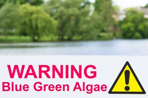 Algae warning Stock Photos