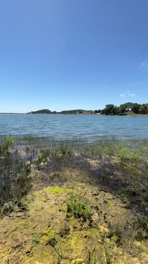 Algae washed up on the shore of the lake after their proliferation Stock Footage 312639531