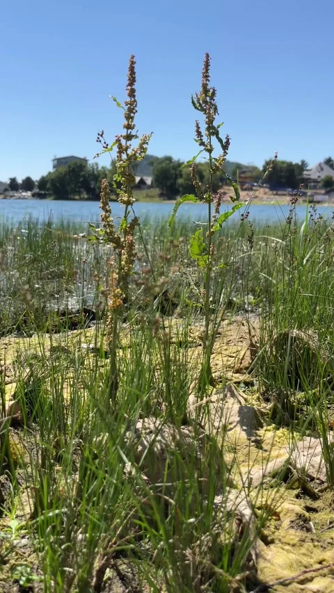 Algae washed up on the shore of the lake after their proliferation Stock Footage 312639846