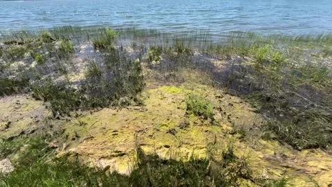 Algae washed up on the shore of the lake after their proliferation Stock Footage 312640187
