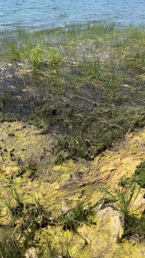 Algae washed up on the shore of the lake after their proliferation Stock Footage 312640189