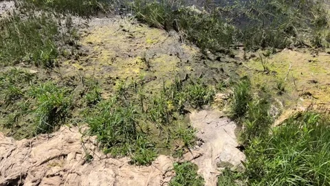 Algae washed up on the shore of the lake after their proliferation Stock Footage 312640277