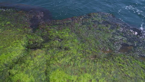 Algae is washed by the waves of the Bosphorus Stock Footage 241515529