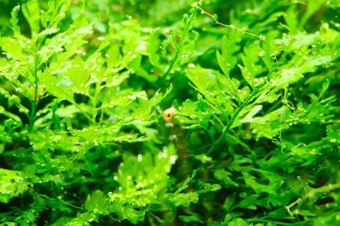 Algae with water bubbles and a snail, background Stock Photos