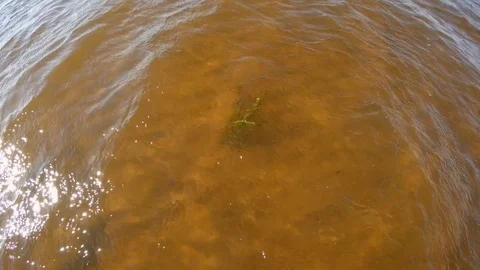 Algae in the water flow 動画素材 74363276