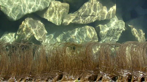 Algae in water Stock Footage 726178