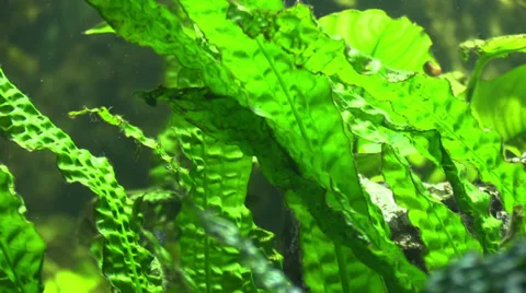 The Algae in the water Stock Footage 36539048